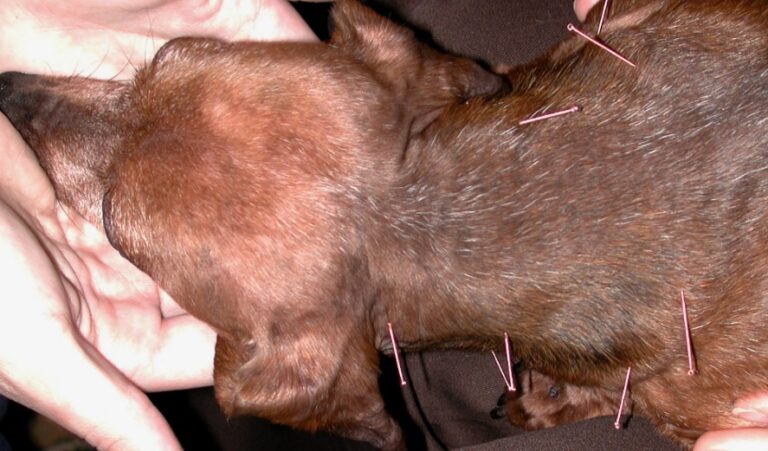 A 3-year old dachshund with severe neck pain and partial paralysis getting an acupuncture treatment.